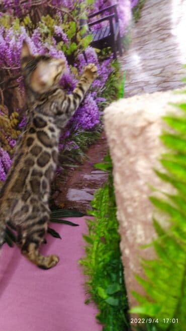 сколько стоит котенок британской золотой шиншиллы: Красивейшие Бенгальские котята 3мес девочки и мальчики. Проф питомник — 9