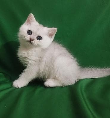 мини такса: Шотландский короткошёрстный котёнококрас серебристая — 6