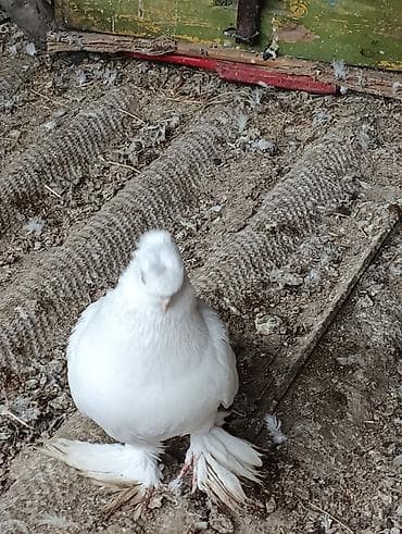 голубь павлин: Голуби голубей птицы на игру. разные — 9