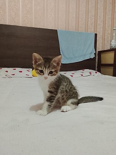 манчкин коты: Котята, 2 окраса: - Тигровые табби: плотная полосатая шерстка, крупные — 4
