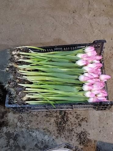 гул букет фото: ТЮЛЬПАНЫ ТЮЛЬПАНЫ ТЮЛЬПАНЫ. принимаем заказы на тюльпаны оптом к 8 — 3