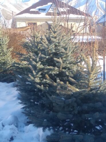 органайзеры для вещей: Продаю голубой ель 21 штук рост 2,5 до 1.5 метр — 2