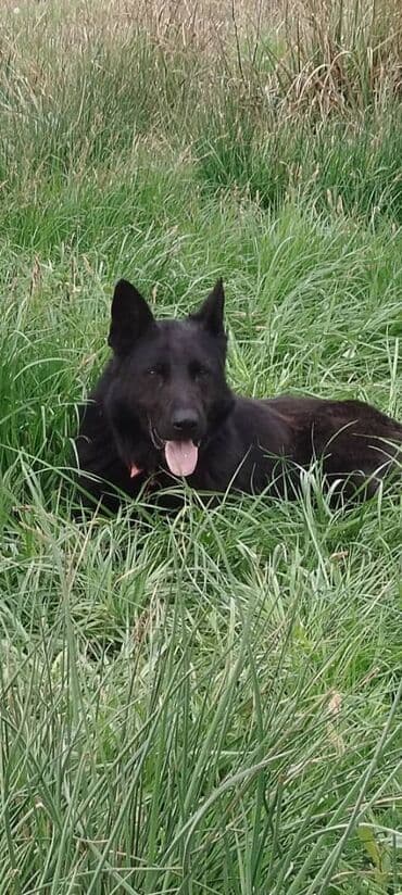 сколько стоит овчарка щенок: Восточноевропейская овчарка, 4 года, Самец, С родословной — 2