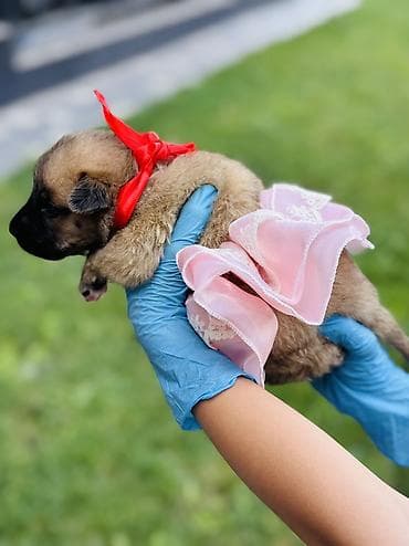 рынок собак в бишкеке: 🐶 Ищут дом 4 щенка! 🏡 Малышей нашли совсем крохами, выброшенными на — 2