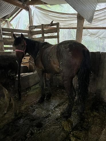 собаки бишкек купить: Продаю | Жеребец | Дончак | Для разведения — 8