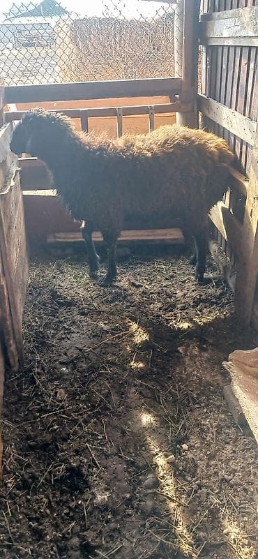 Услуги ветеринара: Продаю | Овца (самка) | Для разведения | Матка — 2