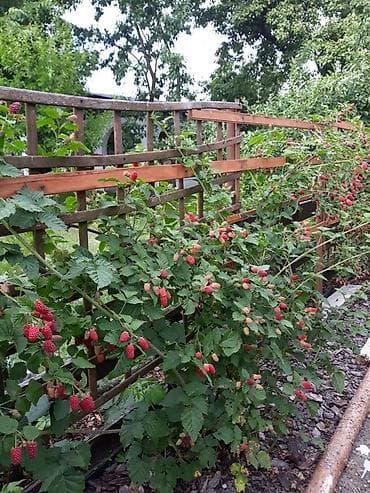 Курулуш степлерлер: Садовый степлер для подвязки растений (tapetool) — комплект №3 — 2