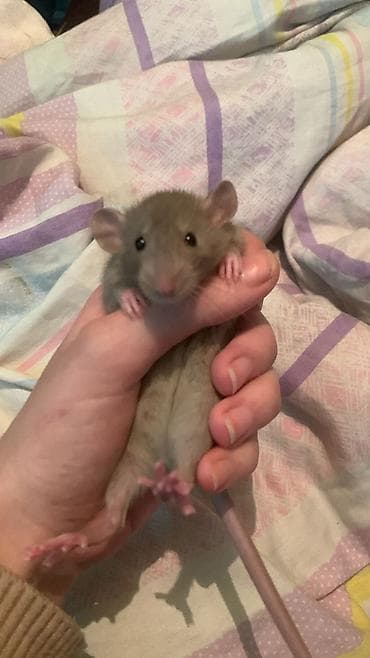 ручная крыса: Домашние декоративные крысята окрасы: серо-белые капюшон/, дымчатые — 3