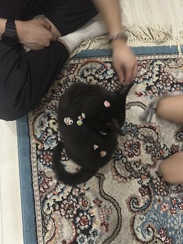 Отдам даром кошку: 7 месяцев, Мальчик, Приучена к лотку, Проглистована, С документами — 2