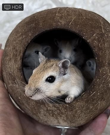 Ручные песчанки монгольские. Красивые окрасы, есть девочки и мальчики — 7