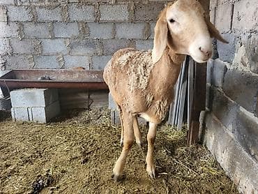 лысая крыса: Продаю | Баран (самец) | Арашан | Для разведения | Племенные — 8