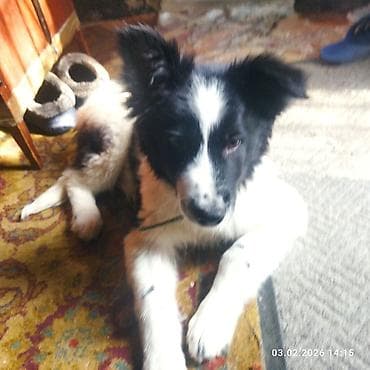 черные псы: Щенок, черно-белый, среднего размера. Порода: помесь — 8
