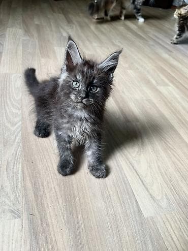 коты белый: Мейн-кун котёнок, окрас чёрный дым (black smoke). Описание: - Ярко — 4