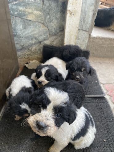 отдам даром алабай: Даром, район турбазы Бишкек 7 октября родились дворняги, папа и — 6