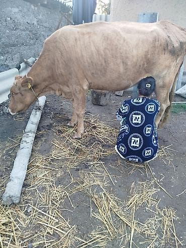 Продаю | Корова (самка) | Для молока | Привязанные at lalafo.kg Продаю | Корова (самка) | Для молока | Привязанные