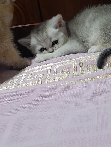 купить ежика бишкек: 1 месяц, Мальчик, Серебристая шиншилла, Приучена к лотку — 5