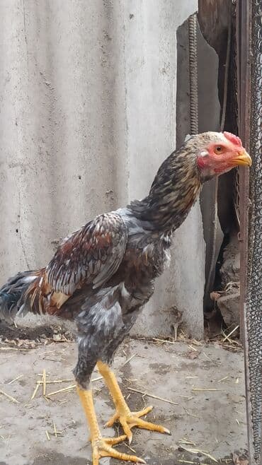 купить домашних курей: Продаются майские 🐓🐓🐓 — 1