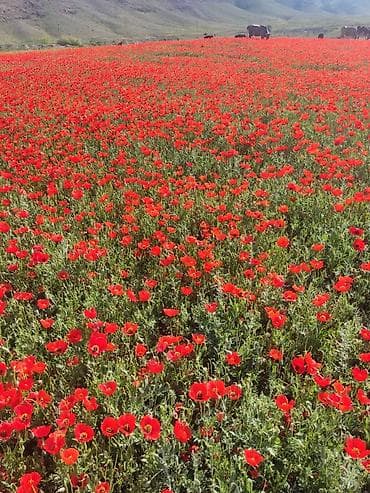 семенной: Поле цветущих красных маков (Papaver). - Состав: однолетние маки с — 1
