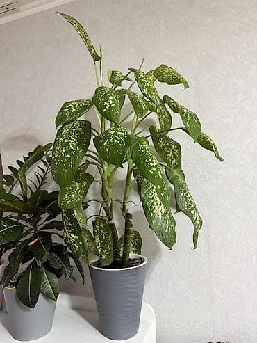 диффенбахия: Продаю Диффенбахия (пестролистная) в декоративном горшке. Длина 1 метр — 1