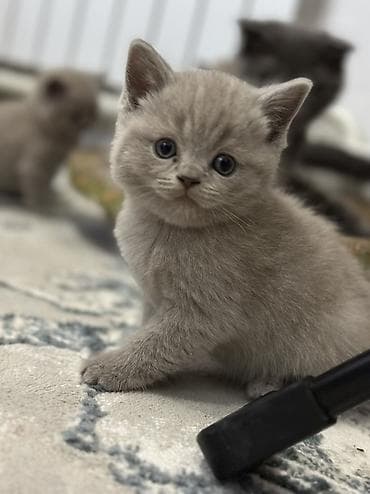 рыжие котята бесплатно: Старт продаж ! Котята шотландской породы в двух расцветках ! Родились — 7