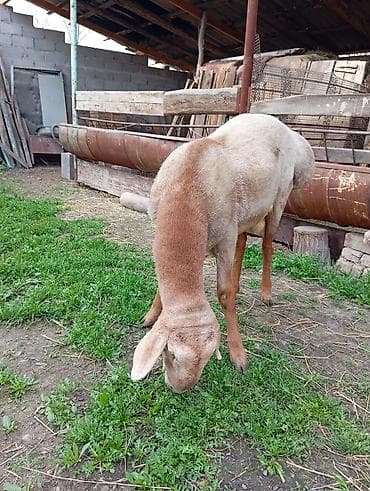 породистый баран: Продаю | Баран (самец) | Гиссарская, Арашан | На забой, Для разведения | Племенные, Осеменитель — 3