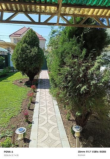 Продаю огромную Тую ростом 5метров 2 шт /можжевельник (садовые деревья — 3