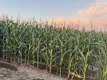 Продается Кукуруза 🌽 для Силоса 3.5 га Российское семена, до 70т с 1 at lalafo.kg Продается Кукуруза 🌽 для Силоса 3.5 га Российское семена, до 70т с 1