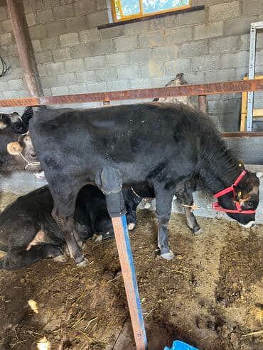 дом для животных: Продаю | Бык (самец) | На забой, На откорм — 3