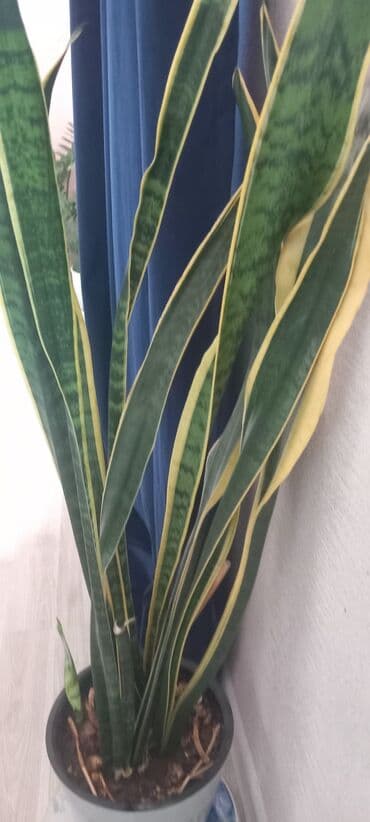 фикус: Продаю домашние цветы .Ухоженные здоровые .Район Vefa центра — 2