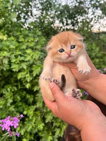 Продажа кошек: Шотландский вислоухий котёнок (скоттиш-фолд), окрас золотая шиншилла — 3