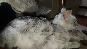 бесплатно кошка: Полосатый котёнок с короткой густой шерстью и выразительными янтарными — 8