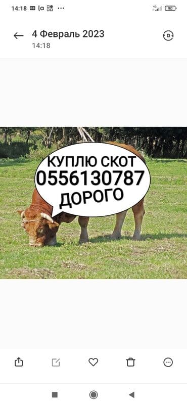продажа домашних животных: Куплю | Коровы, быки, Лошади, кони, Другие с/х животные | Круглосуточно, Любое состояние, Забитый — 1
