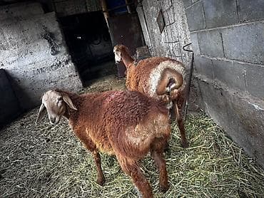 Продаю | Баран (самец) | Для разведения — 3