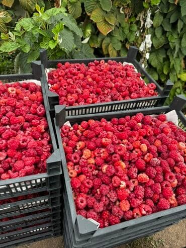 печка для отопления бишкек цена: Саженцы малины (корневые отпрыски) - малина из плодоносящей — 8