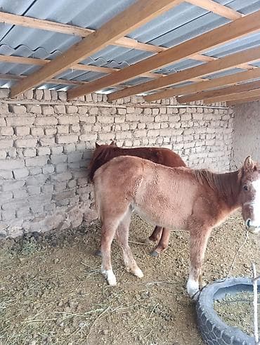 швед уйлар: Продаю | Жеребенок | Для разведения | Племенные — 2