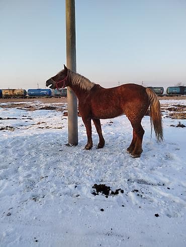 Продаю | Кобыла (самка) | Полукровка | Рабочий | Племенные
