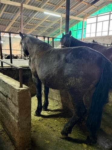 необычные животные: Продаю | Кобыла (самка), Жеребенок | Рабочий — 2