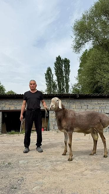 монбельярд цена: Продаю | Баран (самец) | Для разведения | Племенные — 2