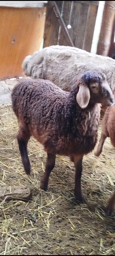 обмен на хаски: Продаю | Ягненок | Для разведения — 3