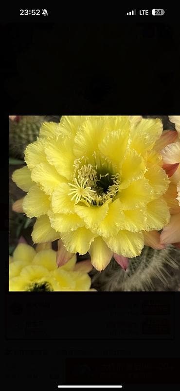 сколько стоят кактусы: Коллекция цветущих кактусов в горшках - Маммиллярии с венком — 4