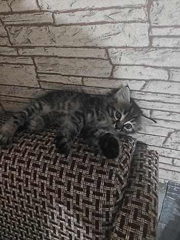 сиамскую кошку: Котята месячные. 1 мальчик и 2 девочки с короткими хвостами. игрывые и — 4