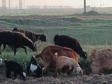 бараны козу: Продаю | Коза (самка) | Полукровка | Для разведения — 9