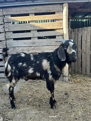 козы козлята: Продаю | Козлёнок | Нубийская | Для разведения | Племенные — 10