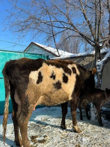 жожо сатам: Сатам | Уй (ургаачы), Музоо | Симментал | Сүт алуу үчүн | Асыл тукумдуу — 9