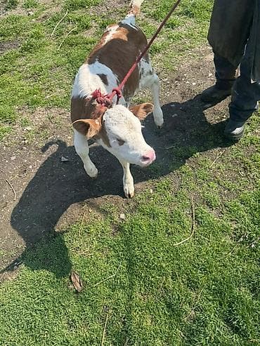 телки швицкой породы: Продаю | Музоо, торпок | Для разведения | Привязанные — 3