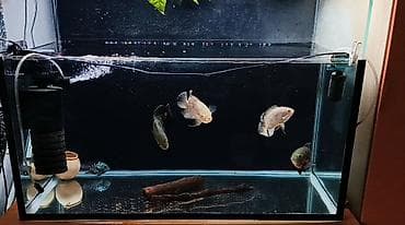 сетка для попугая: Продаю аквариум на 160литров с рыбками 4 астранотуса 1 сапсировый — 2