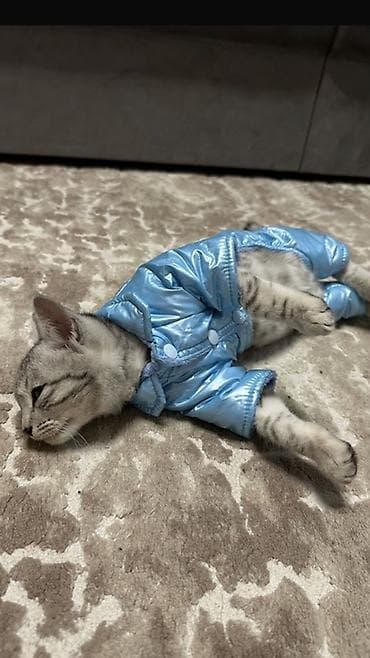 Мышык бекер берем: Орус көгүлтүр, 5 айлык, Ургаачы, Ак — 1