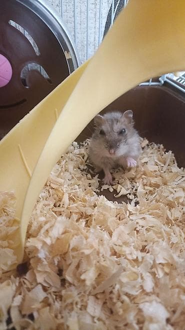 hamster combat: Джунгарский хомячок в комплекте с клеткой и аксессуарами.Опилки и корм — 4