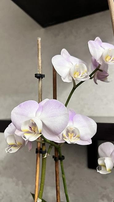 сплав розе: Орхидеи живые адаптированные 2 цветоноса, отличная корневая система — 4