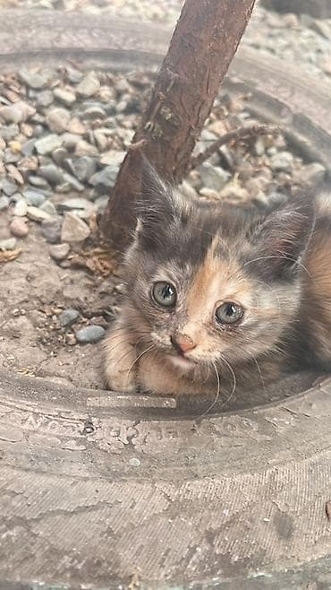 БЕСПЛАТНО Котята, окрас на выбор: - Черно-белые пушистики с белой — 4